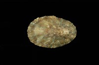 藏品(花笠螺)的圖片